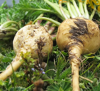 Peruvian Maca