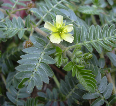 Tribulus Terrestris